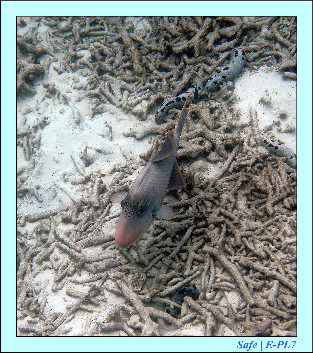 2015   07   Peranthian Islands 63